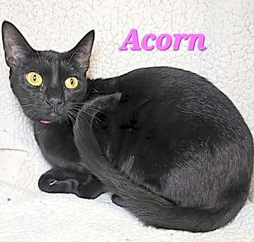 Photo of Acorn