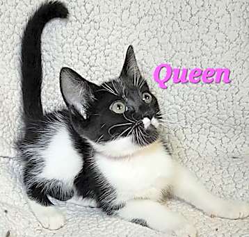 Photo of Queen