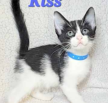 Photo of Kiss