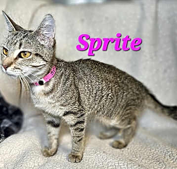 Photo of Sprite