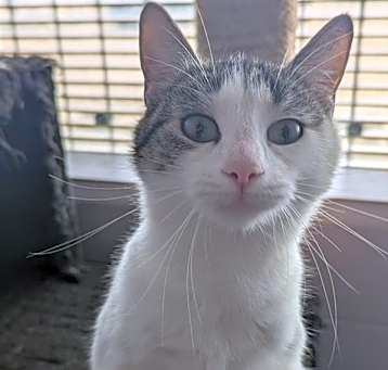 Photo of Tigger