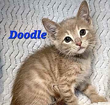 Photo of Doodle