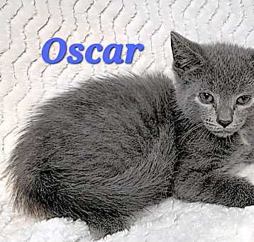 Photo of Oscar