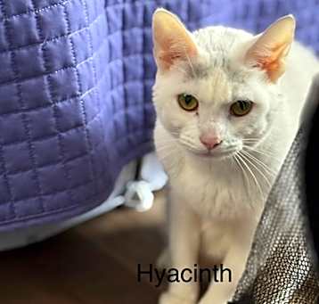 Photo of Hyacinth