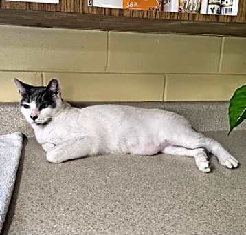 Photo of Casper