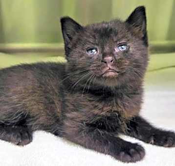 Photo of Muffin