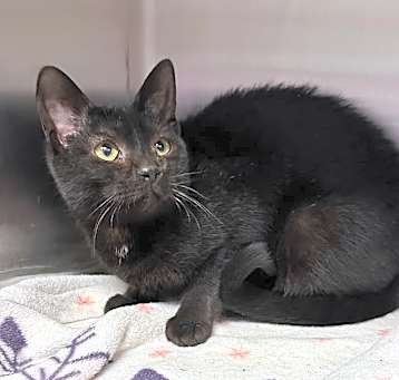 Photo of Duchess