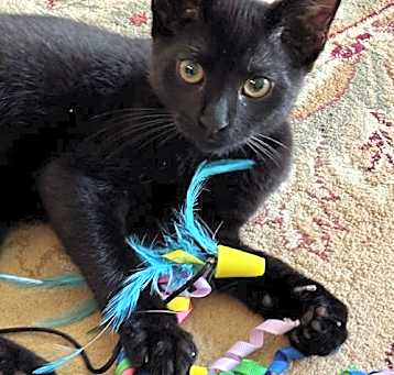 Photo of Dr Midnite