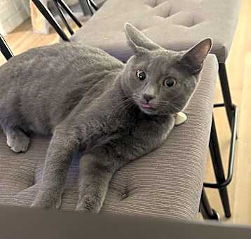 Photo of Blueberry
