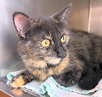 Photo of Patches