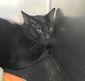 Photo of Midnight