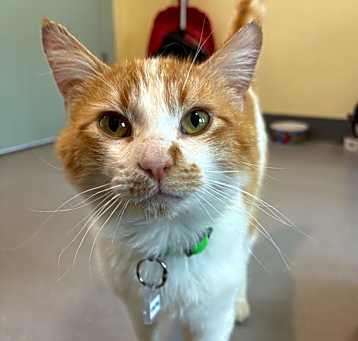 Photo of Stilton
