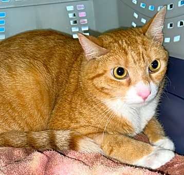 Photo of Mr. Bojangles