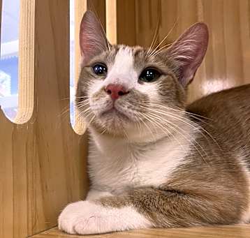 Photo of Strawberry