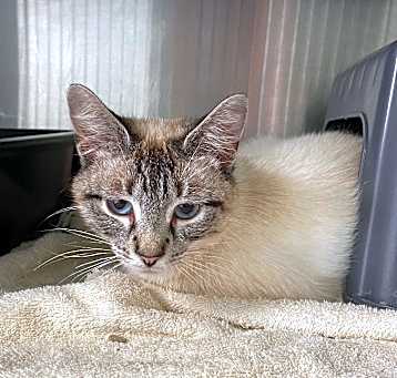 Photo of Pearl