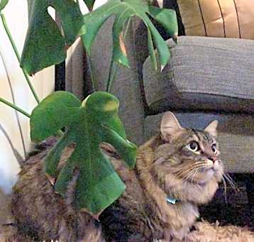 Photo of Milo