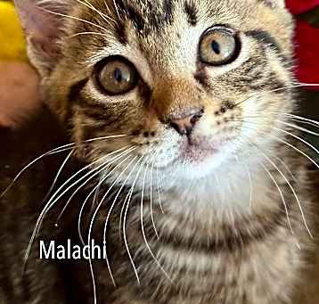 Photo of Malachi