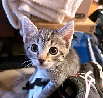 Photo of Sprinkles