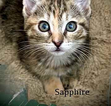 Photo of Sapphire