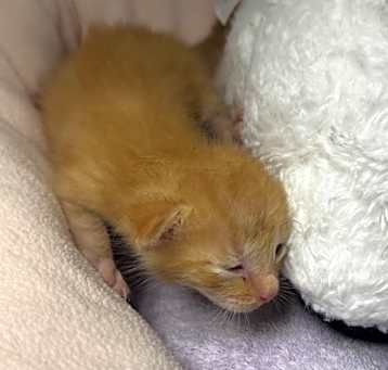 Photo of Sirius