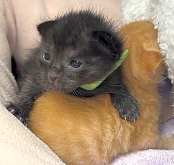 Photo of Artemis