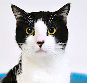 Photo of OREO