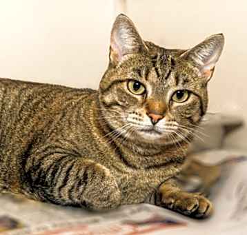 Photo of SWEET PEA