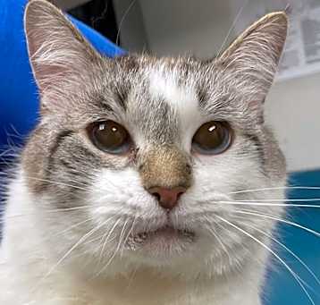 Photo of Sugar