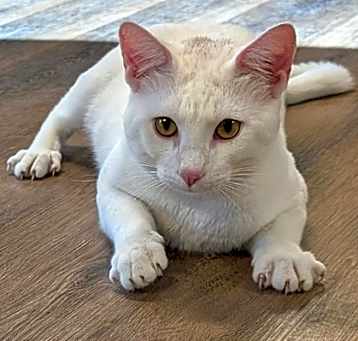Photo of Rango