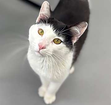 Photo of PICKLES