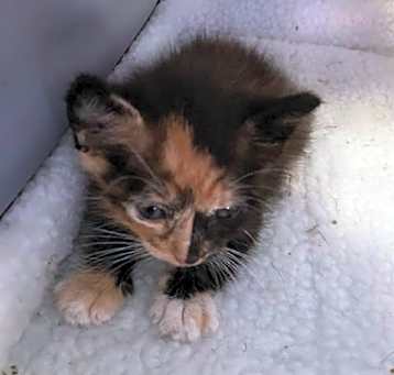 Photo of KITTEN
