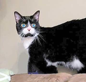 Photo of Honey