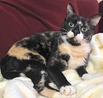 Photo of Pixie