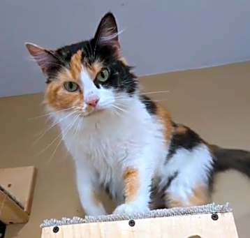 Photo of Sundae