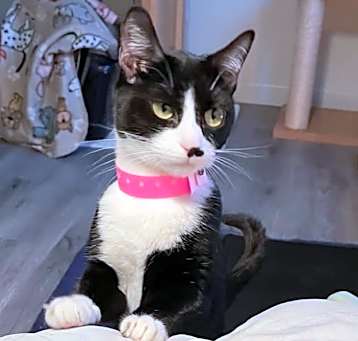 Photo of LUNA in FOSTER