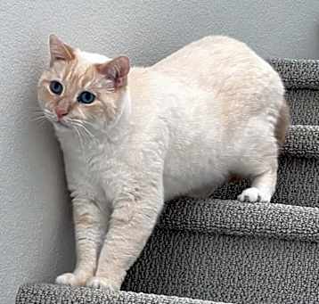 Photo of Tofu
