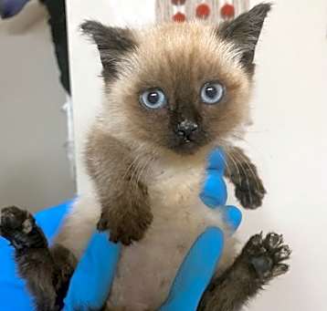 Photo of gizmo