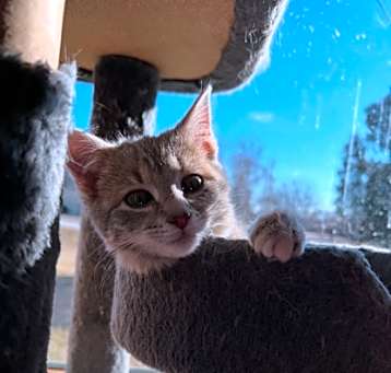 Photo of Jingle