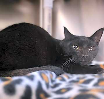 Photo of MERLIN