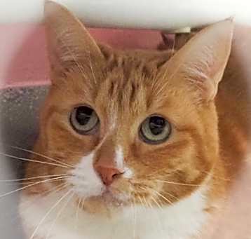 Photo of Twinkie