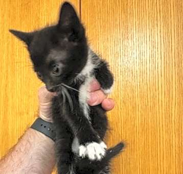 Photo of Darth