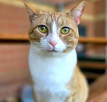 Photo of PRETZEL