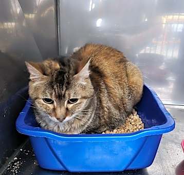 Photo of Willow