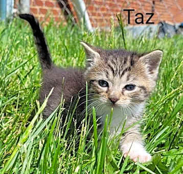 Photo of Taz