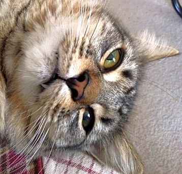 Photo of Willow