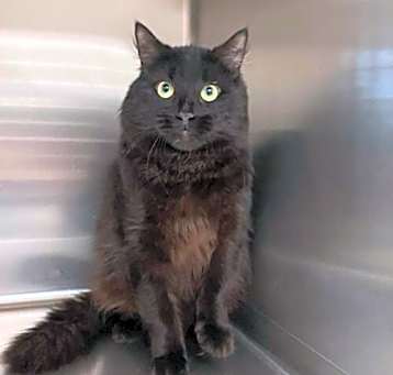 Photo of Blackie