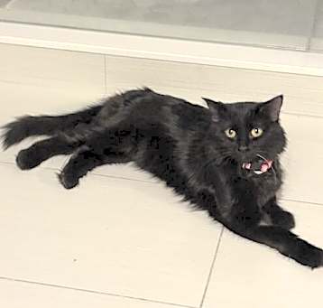 Photo of Shadow
