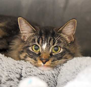 Photo of Paisley