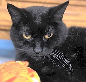 Photo of Lacey
