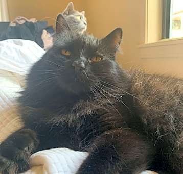 Photo of DEXTER & MISS KITTY - Offered by Owner - Bonded